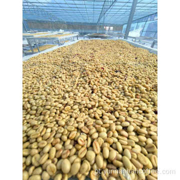 Feijão Verde Catuaí Vermelho Hali